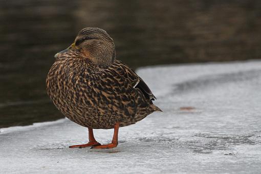 Mallard or Black Duck or X (or one of each)??-img_9707.jpg