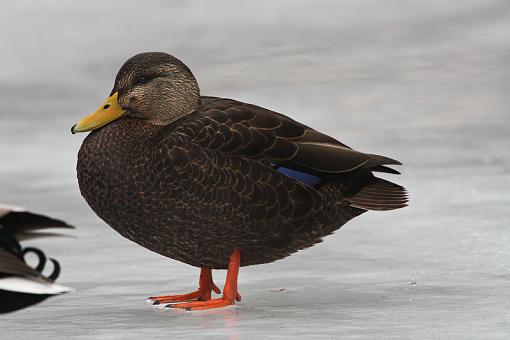 Mallard or Black Duck or X (or one of each)??-img_9708.jpg