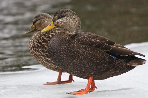 Mallard or Black Duck or X (or one of each)??-img_9730.jpg