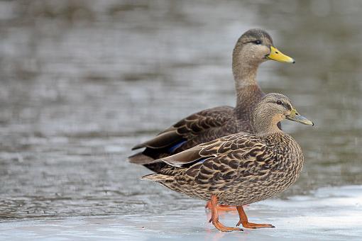 Mallard or Black Duck or X (or one of each)??-img_9795.jpg