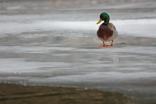 Ducks ducks and more ducks.-img_9702.jpg