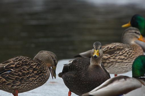 Ducks ducks and more ducks.-img_9759.jpg