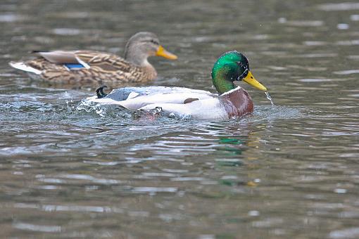 Ducks ducks and more ducks.-img_9771.jpg