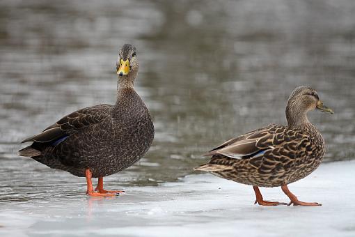 Ducks ducks and more ducks.-img_9796.jpg