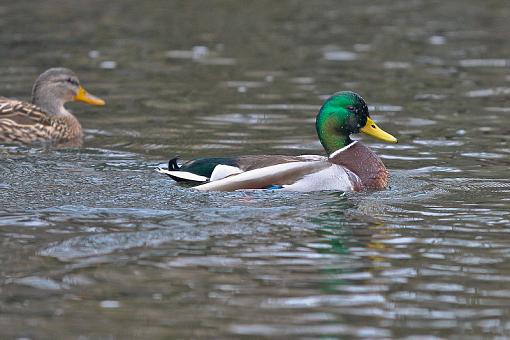 Ducks ducks and more ducks.-img_9775.jpg