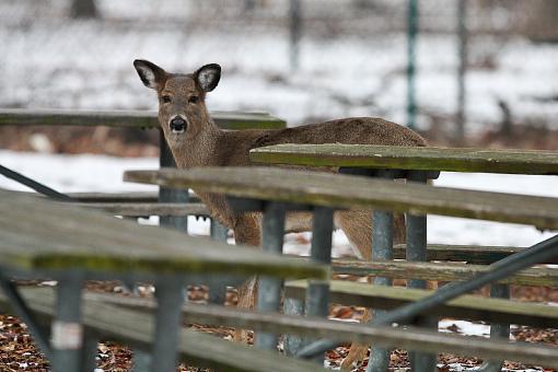 Oh deer oh deer-img_9807.jpg