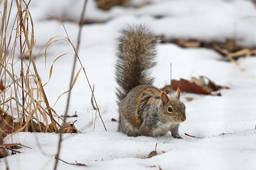 The lucky squirrel-img_9415.jpg