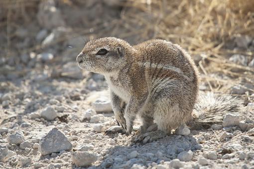 The lucky squirrel-grnd-sqrrl-nam-09-_dsc3696r.jpg