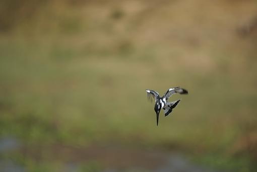 Kingfishers-pd-kngfshr-dsc01254r.jpg