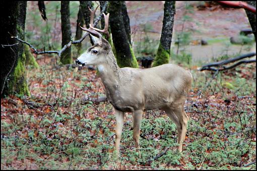 Bucks-Tahoe NF-img_0117_1.jpg