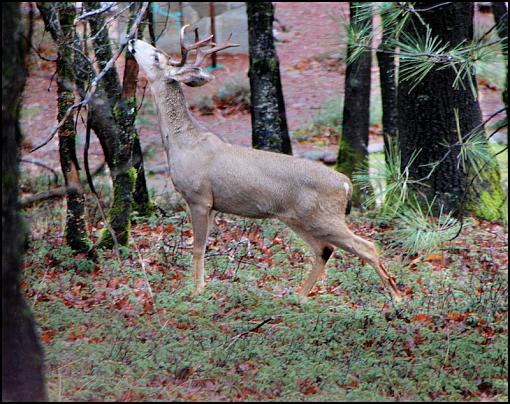 Bucks-Tahoe NF-img_0111_1.jpg