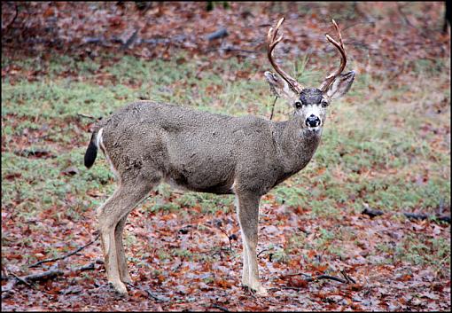 Bucks-Tahoe NF-img_0073_1.jpg