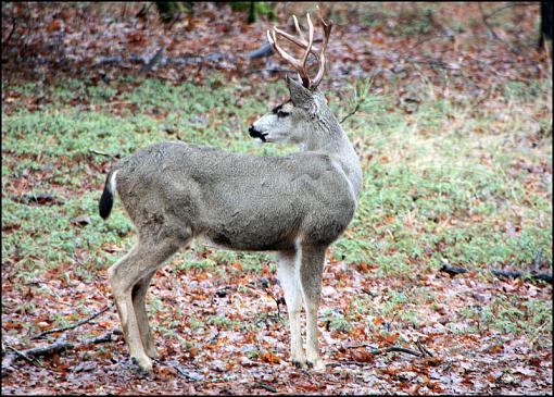 Bucks-Tahoe NF-img_0068_1.jpg