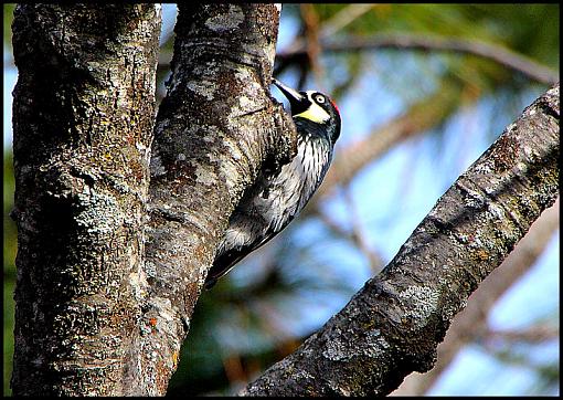 Acorn Woodpeckers/Lost Pigeons-img_00611200tif.jpg