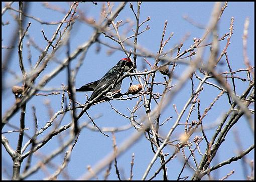 Acorn Woodpeckers/Lost Pigeons-img_00831200tif.jpg