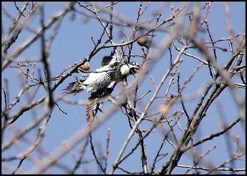 Acorn Woodpeckers/Lost Pigeons-img_00971200tif.jpg