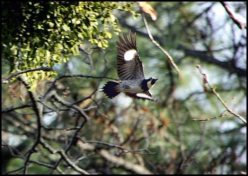 Acorn Woodpeckers/Lost Pigeons-img_01081200tif.jpg