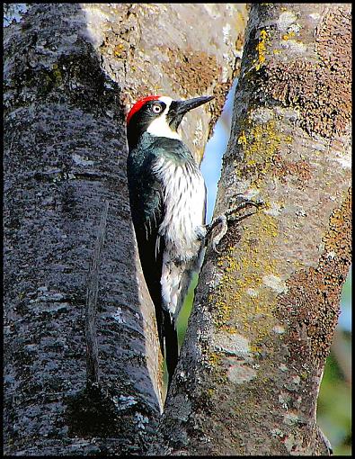 Acorn Woodpeckers/Lost Pigeons-img_00581200tif.jpg