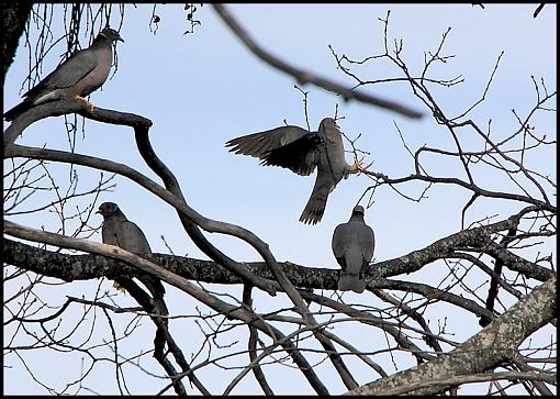 Acorn Woodpeckers/Lost Pigeons-img_02251200tif.jpg