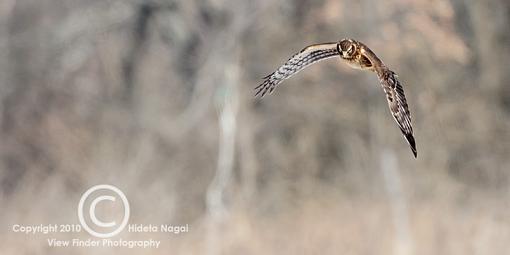 Anyone noticing reduced raptor numbers?-harrier-2010.jpg