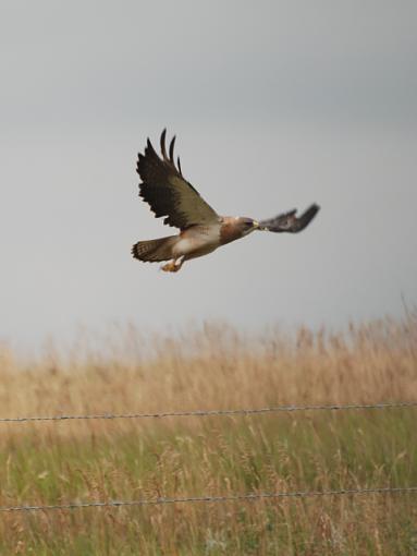 WINTER 2010 Bird ID Thread-hawk-n-flight.jpg