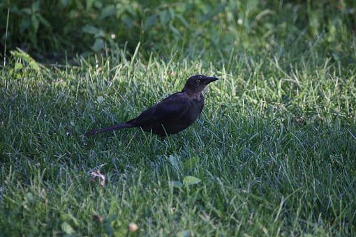 WINTER 2010 Bird ID Thread-img_5645-2.jpg