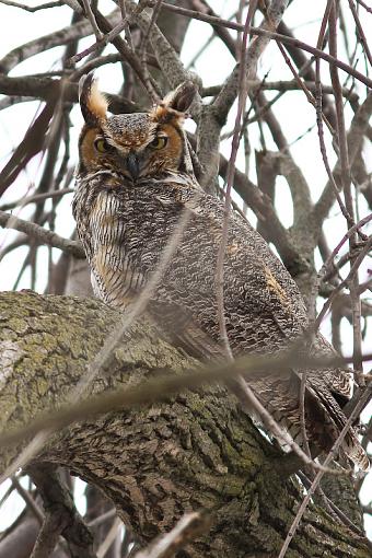 WINTER 2010 Bird ID Thread-img_6864.jpg