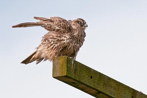 Record shots of a juvy gyrfalcon-all-feathers-0246.jpg-rev.jpg