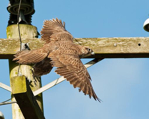 Record shots of a juvy gyrfalcon-take-off-gyr_0317-rev.jpg