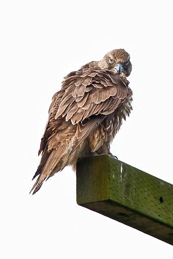 Record shots of a juvy gyrfalcon-stare-right-back-_0374.jpg