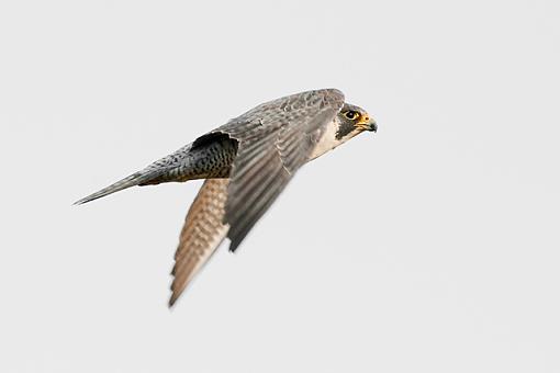Record shots of a juvy gyrfalcon-peregrine-falcon-flight-flckr.jpg
