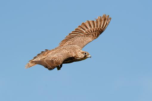 Juvenile Gyrfalcon - two more-juvy-gyrfalcon-flight-0318.jpg