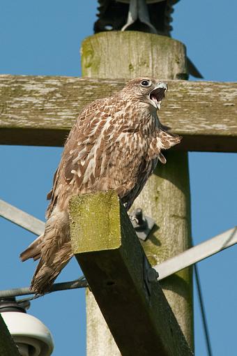 Juvenile Gyrfalcon - two more-falcon-calling-_0306-review.jpg