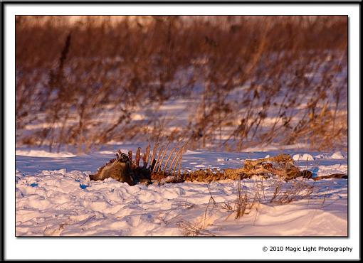 Carrion - Warning - Graphic Images-img_3054.jpg