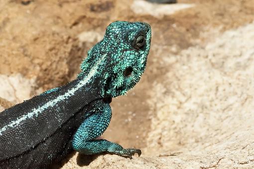 Creepies from Cape Point-lizard-_dsc4895ar.jpg