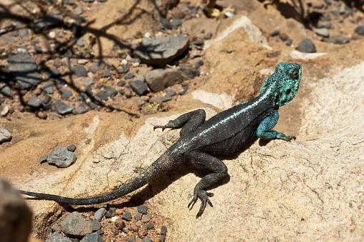 Creepies from Cape Point-lizard-_dsc4895r.jpg