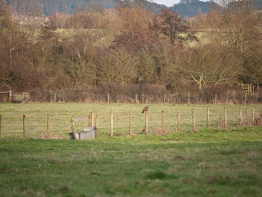 buzzed red kite-_1040210.jpg