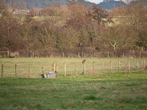 buzzed red kite-_1040211.jpg