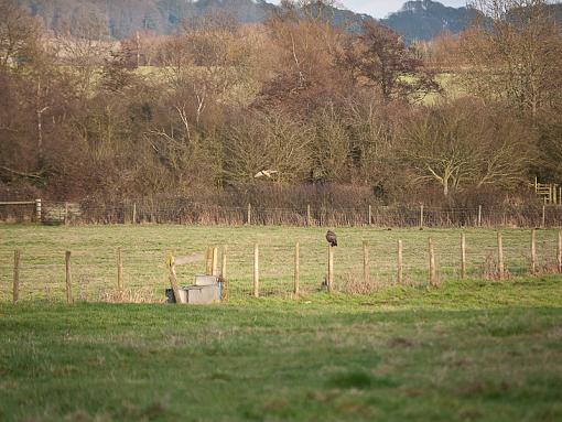 buzzed red kite-_1040214.jpg