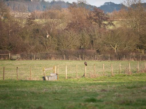 buzzed red kite-_1040215.jpg