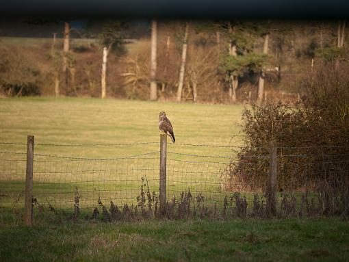 Red kites?-_1040206.jpg