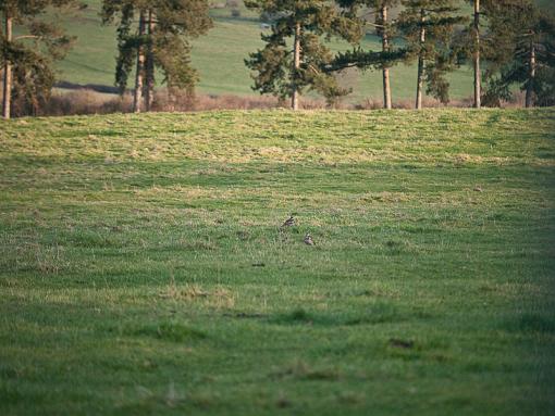 Red kites?-_1040237.jpg