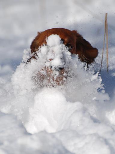 fun in the snow...-csc_0119.jpg