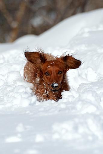 fun in the snow...-dsc_0081.jpg