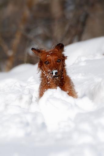 fun in the snow...-dsc_0080.jpg