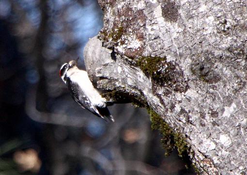 Young Downy Eating Worm-img_0028.jpg