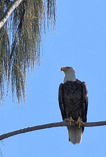 First Eagle shots-eagle1115.jpg