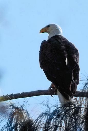 First Eagle shots-eagle1139.jpg