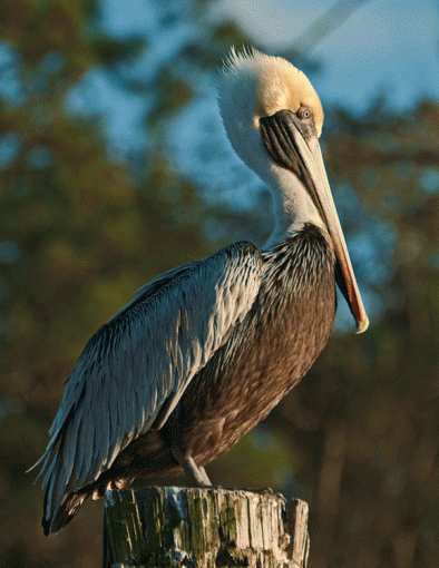 the proud pelican-dsc_6703.gif