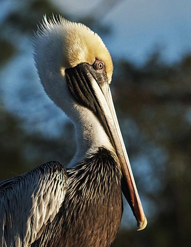 the proud pelican-dsc_6703c.jpg